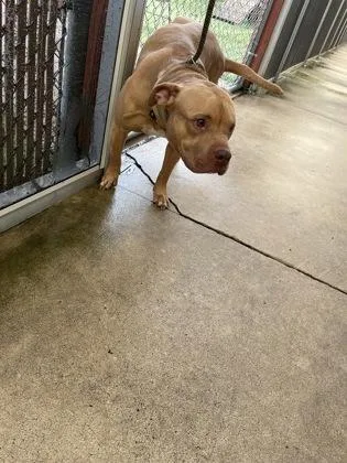 An adult medium-sized male Pit Bull Terrier dog named YouTube for adoption in Gainesville, FL