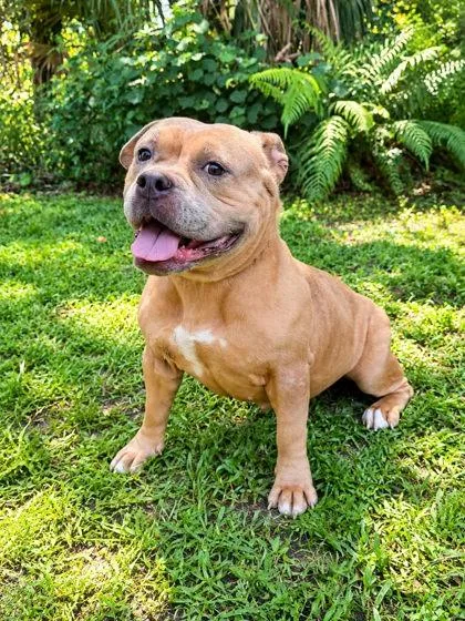 An adult medium-sized female American Bulldog dog named Majorette for adoption in Palm Coast, FL