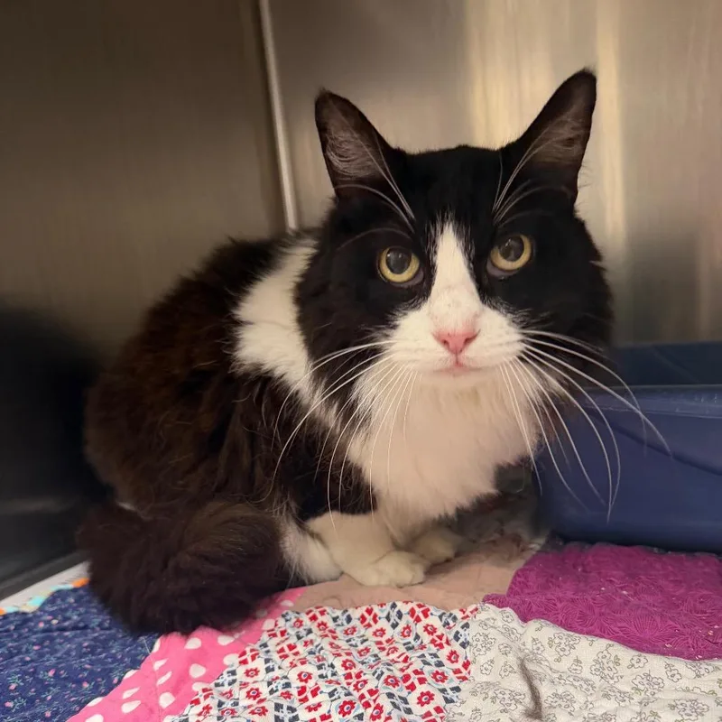 An adult medium-sized female Black Domestic Medium Hair cat named Elenor for adoption in Bryan, TX