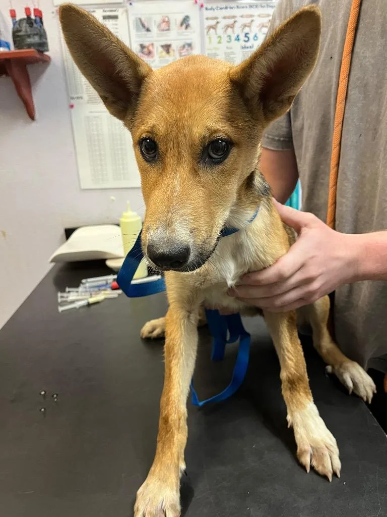 A baby small-sized female Carolina Dog dog named Polo for adoption in New Braunfels, TX