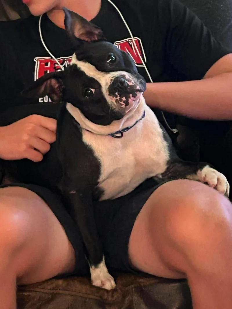 An adult medium-sized male Black Boston Terrier dog named Emmitt for adoption in Temple, TX