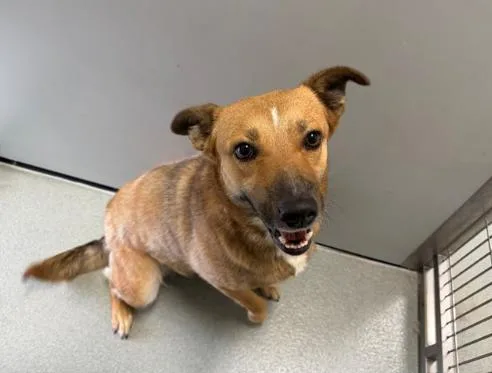 A young medium-sized female Brown / Chocolate German Shepherd Dog dog named Marina for adoption in San Clemente, CA