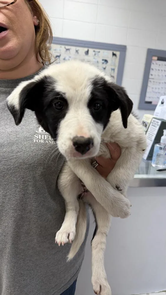 A baby medium-sized female Tricolor (Brown, Black, & White) Border Collie dog named Tina for adoption in Ontario, CA