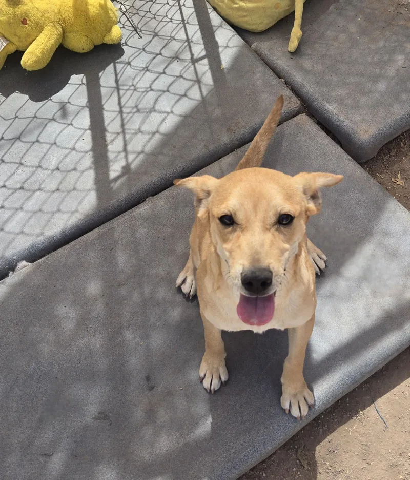 An adult small-sized female Yellow / Tan / Blond / Fawn Mixed Breed dog named Tia for adoption in Nogales, AZ