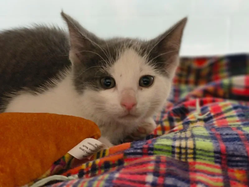 A baby small-sized female Domestic Short Hair cat named Sunrise for adoption in Cottonwood, AZ