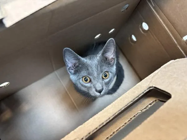 A baby small-sized male Domestic Short Hair cat named Peapod for adoption in New York, NY