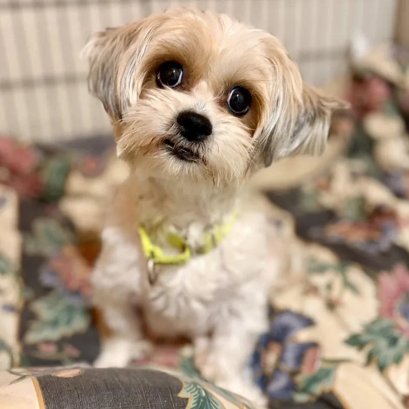 A young small-sized female Shih Tzu dog named Gladys Knight for adoption in Whitehall, PA