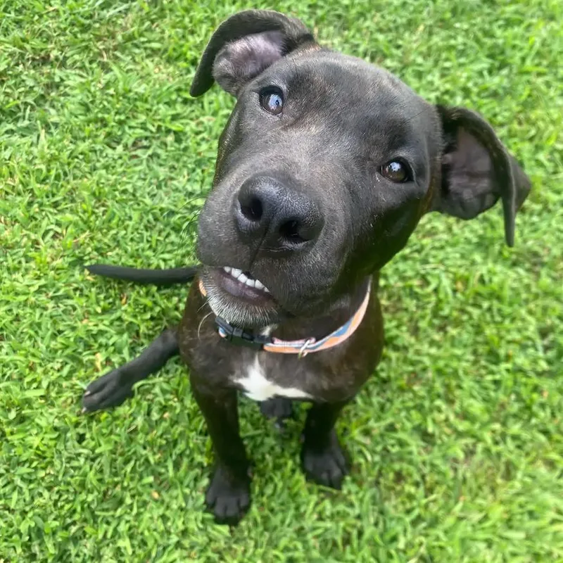 A young medium-sized female Black Mixed Breed dog named Mj for adoption in Lenoir, NC