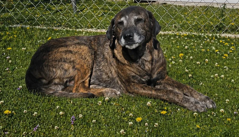 A senior large-sized male Brindle Labrador Retriever dog named Coco for adoption in Selma, CA