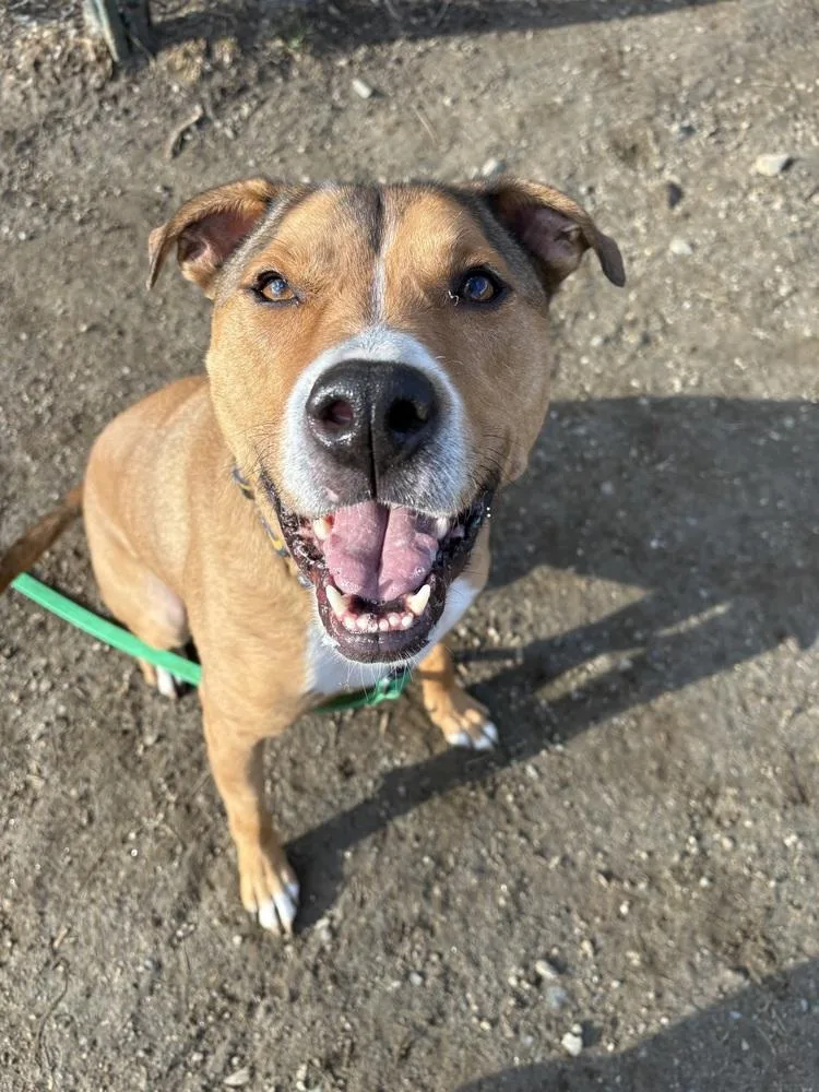 An adult medium-sized male American Staffordshire Terrier dog named Ac  Kody for adoption in Brewster , NY