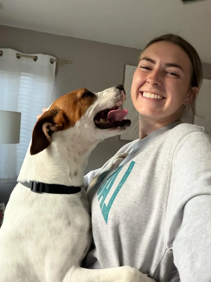 A young medium-sized male Pit Bull Terrier dog named George for adoption in santa monica, CA