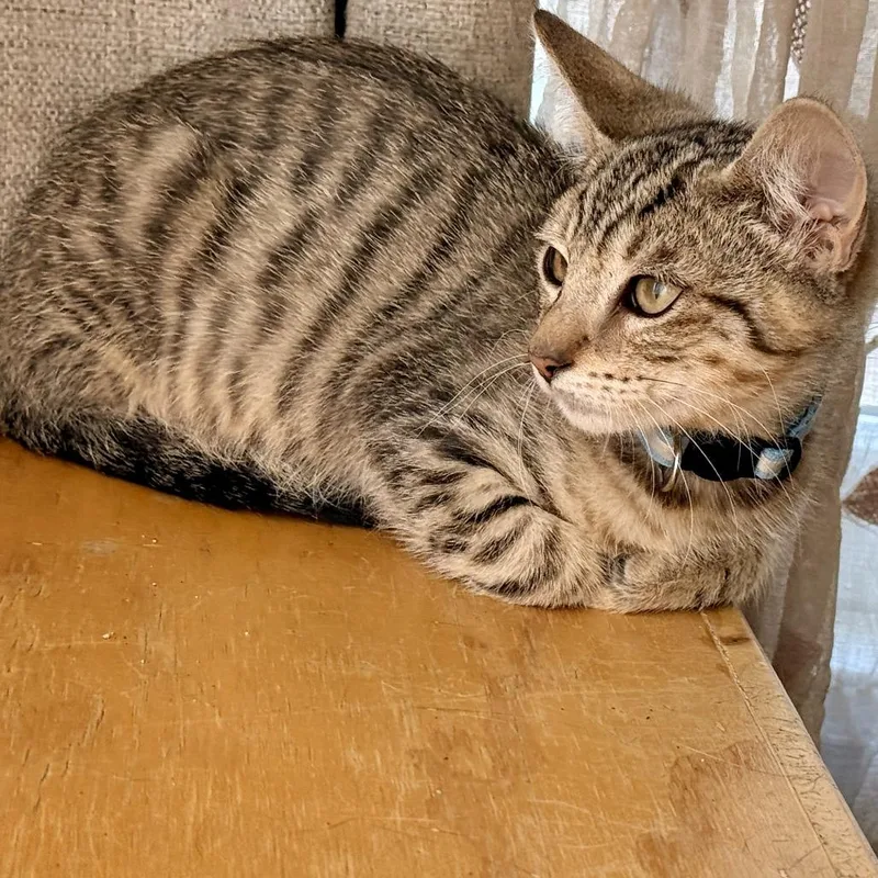 A baby small-sized male Brown / Chocolate Domestic Short Hair cat named Jamie for adoption in Los Angeles, CA
