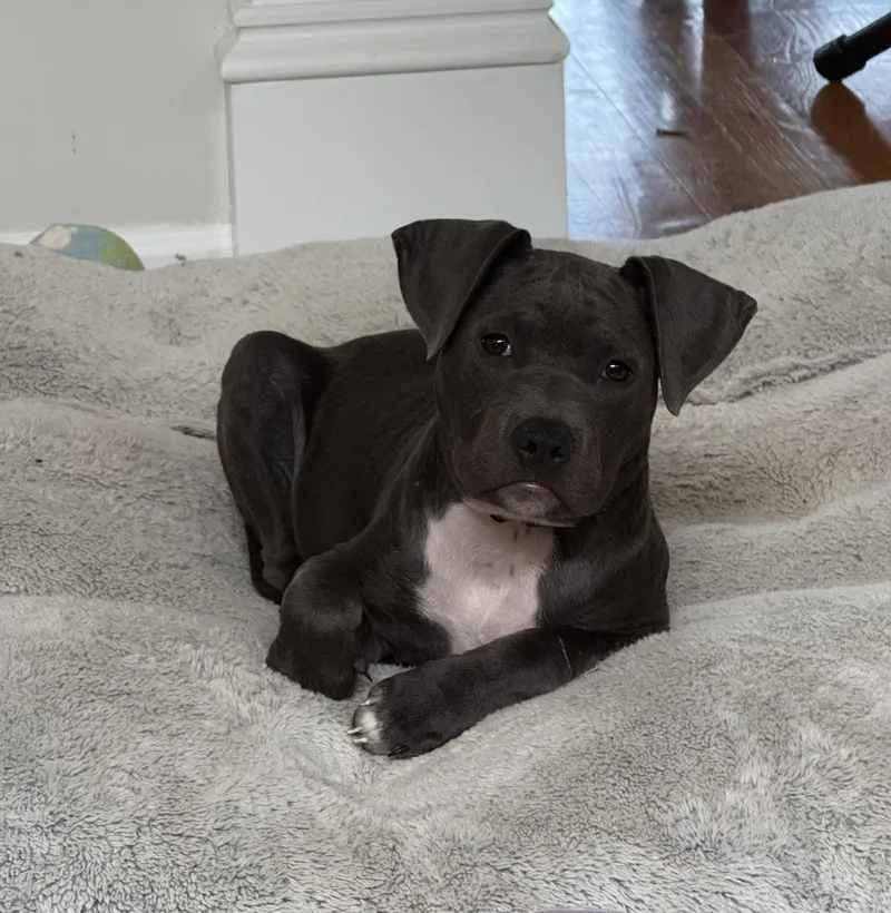 A baby medium-sized male Gray / Blue / Silver Pit Bull Terrier dog named Ewan for adoption in Brentwood, TN