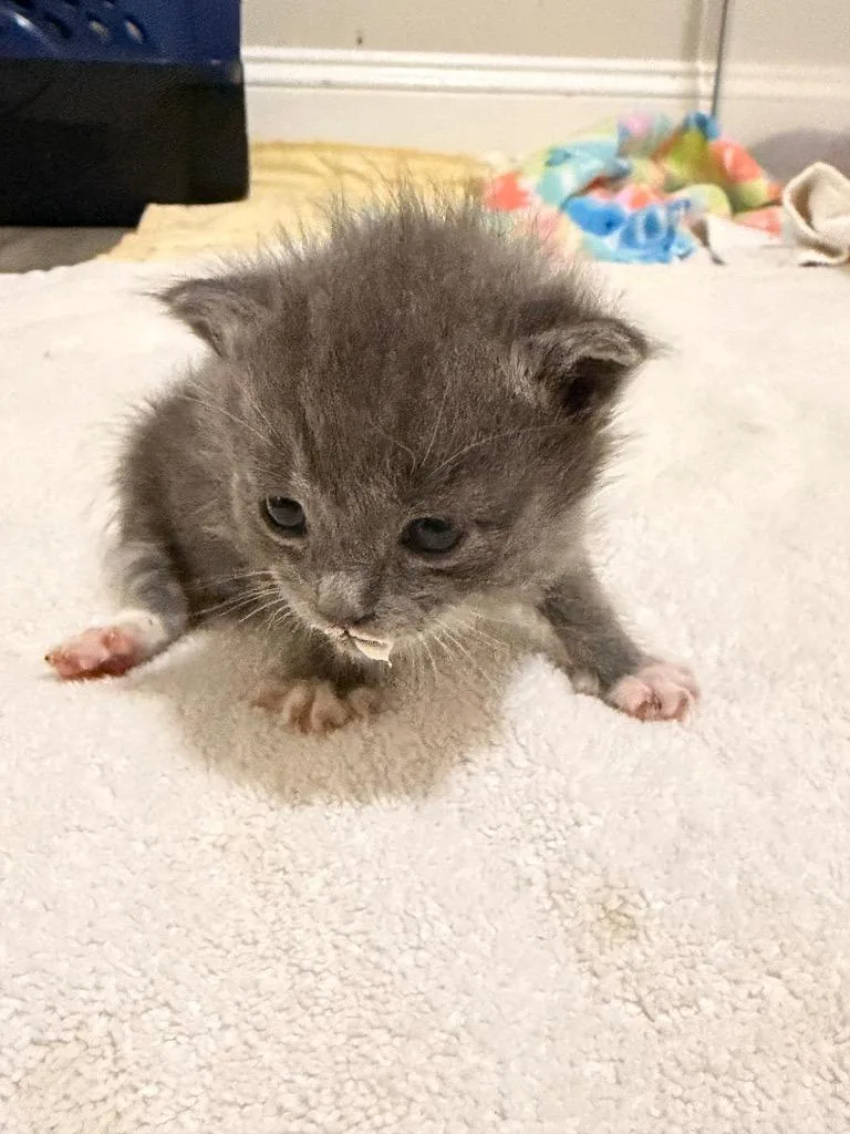 A baby small-sized male Domestic Medium Hair cat named Caterpillar for adoption in Newnan, GA