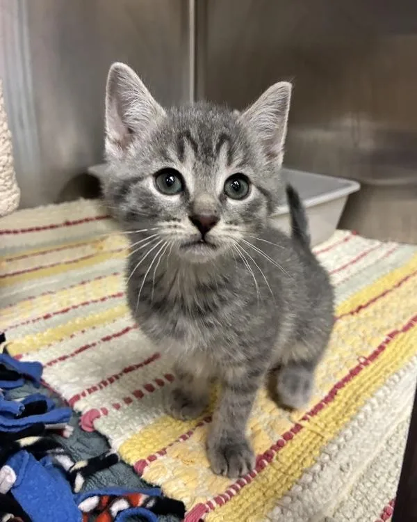 A baby small-sized male Domestic Short Hair cat named Pool Day for adoption in Richmond, VA