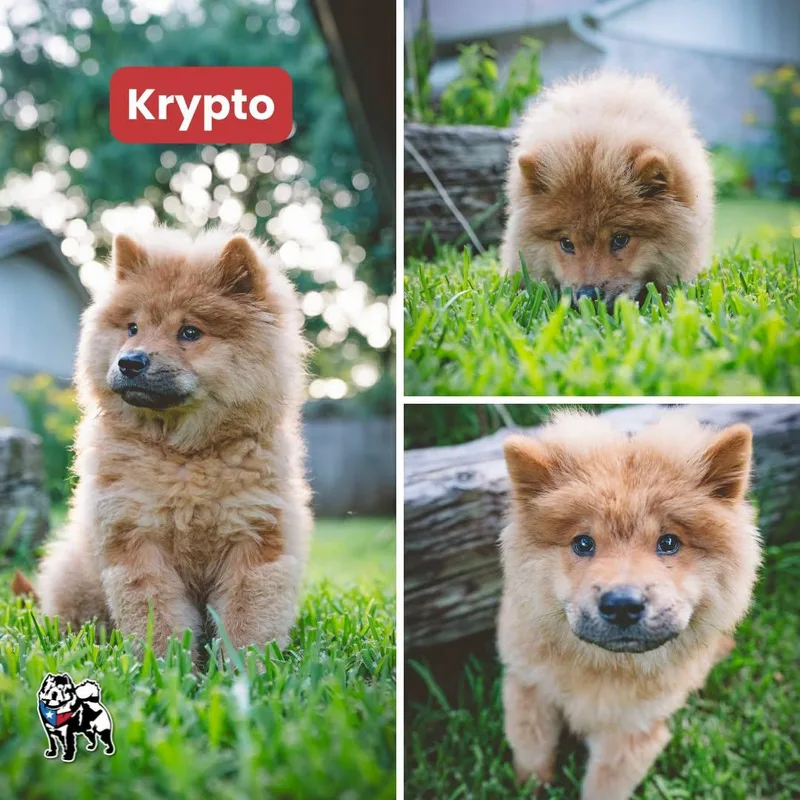 A baby medium-sized male Chow Chow dog named Krypto for adoption in Houston, TX
