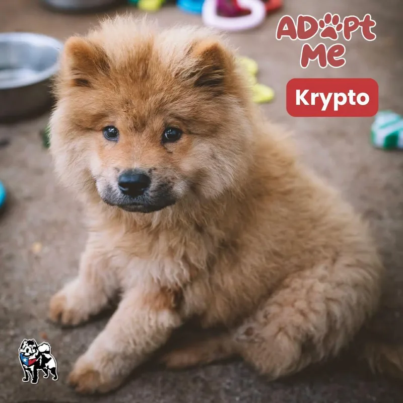 Krypto thumbnail 2