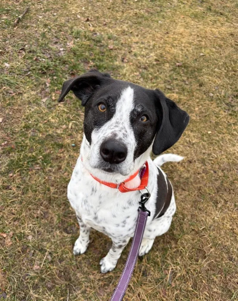 A senior medium-sized male Collie dog named Trigger for adoption in Breinigsville, PA