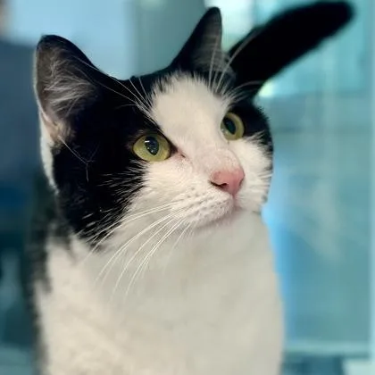 An adult medium-sized female Black Domestic Short Hair cat named Lucille for adoption in Austin, TX