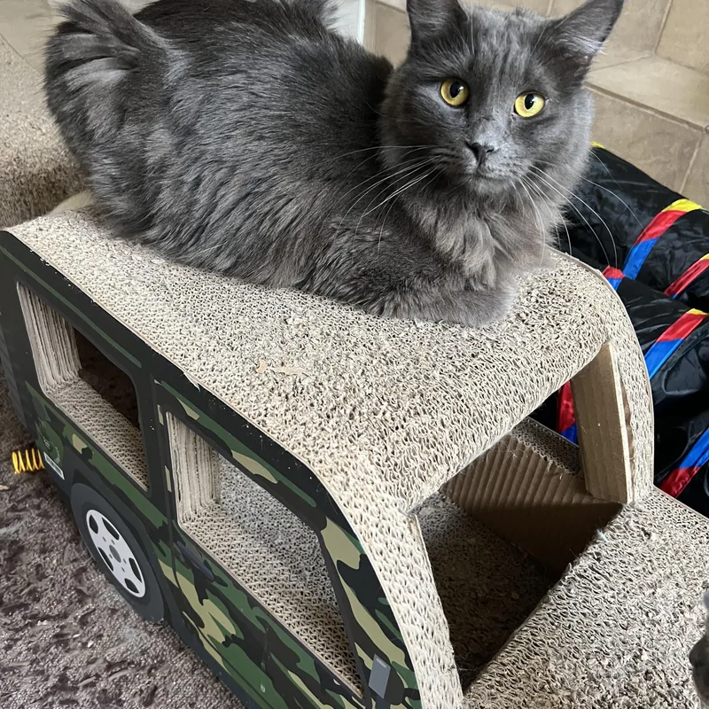 Fluffy Grey Girl thumbnail 3