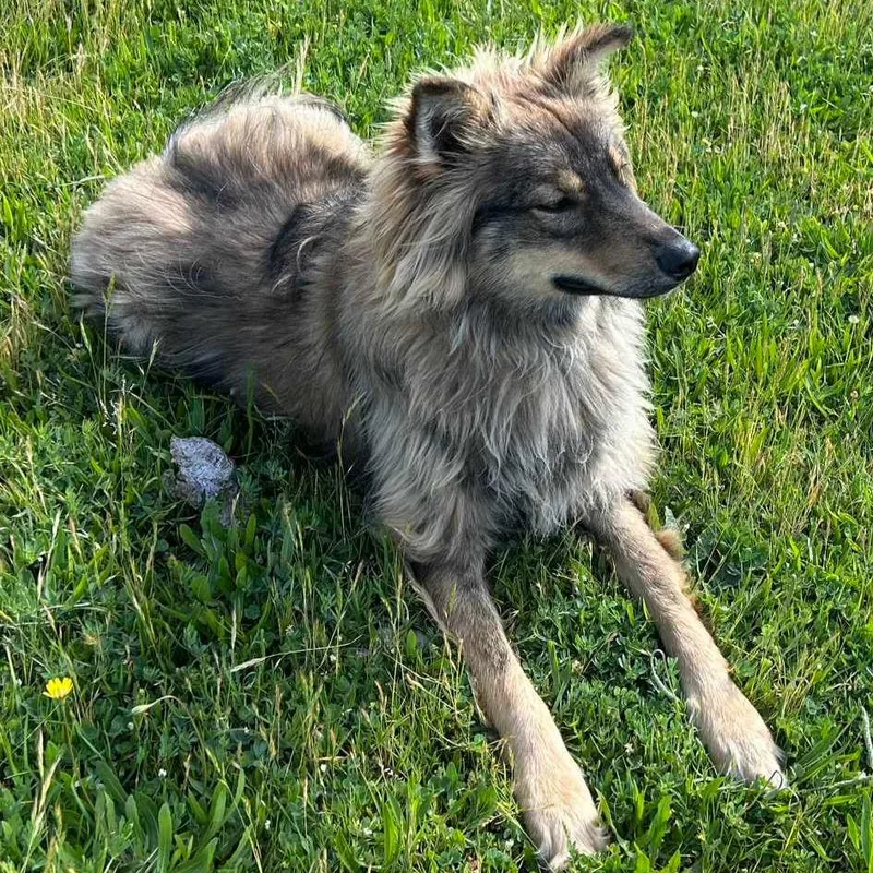 An adult medium-sized male Brown / Chocolate German Shepherd Dog dog named Bowie for adoption in Pacifica, CA