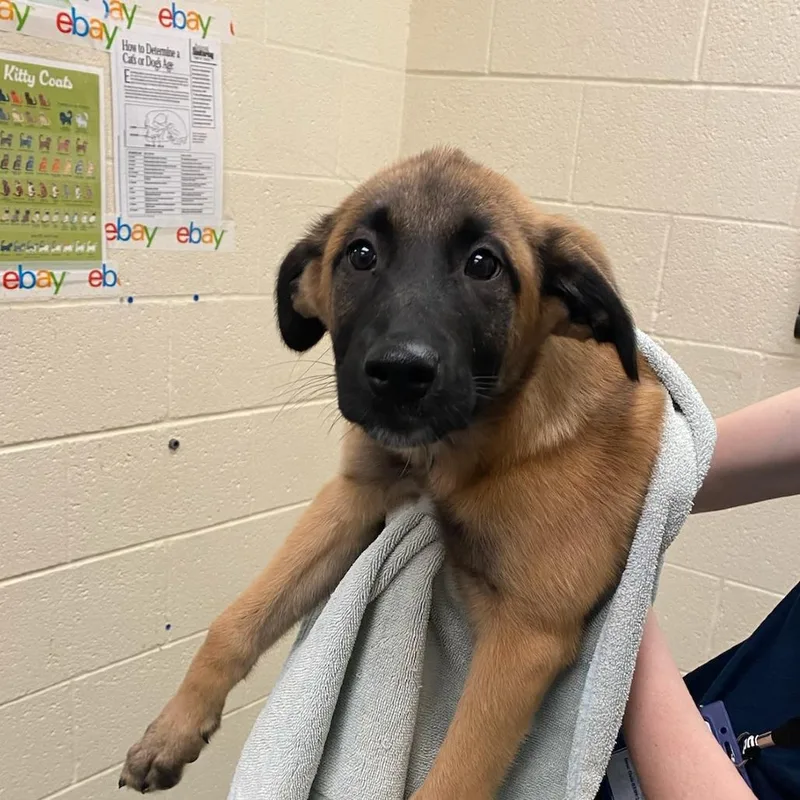 A baby small-sized female Yellow / Tan / Blond / Fawn Mixed Breed dog named Lowry for adoption in Memphis, TN