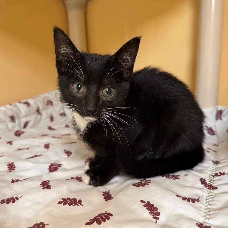 A baby small-sized female Black Domestic Short Hair cat named Emma for adoption in East Hanover, NJ