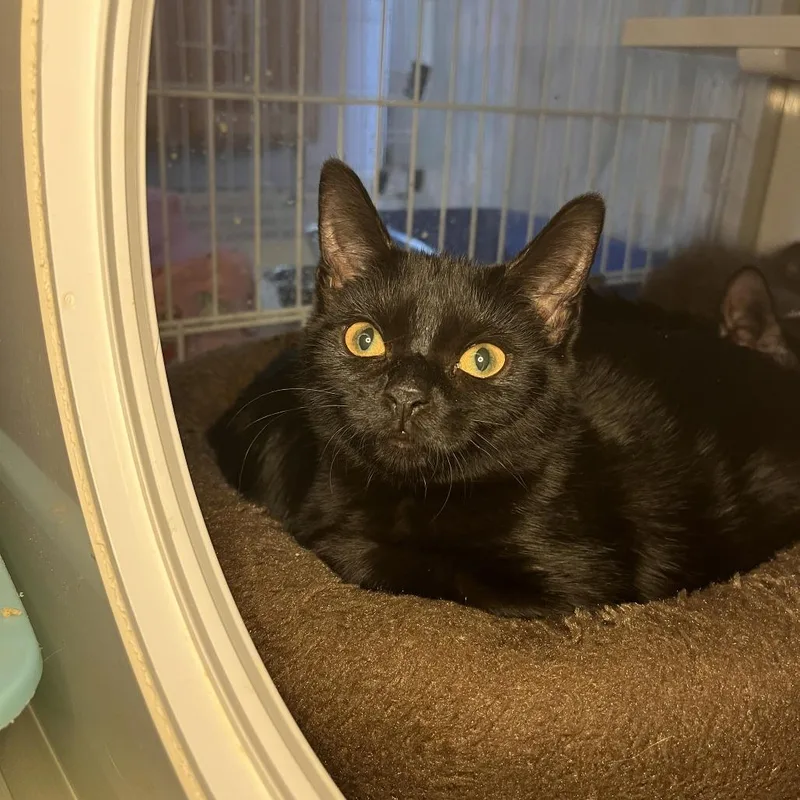A baby small-sized male Domestic Short Hair cat named Peppermill for adoption in Salisbury, MA