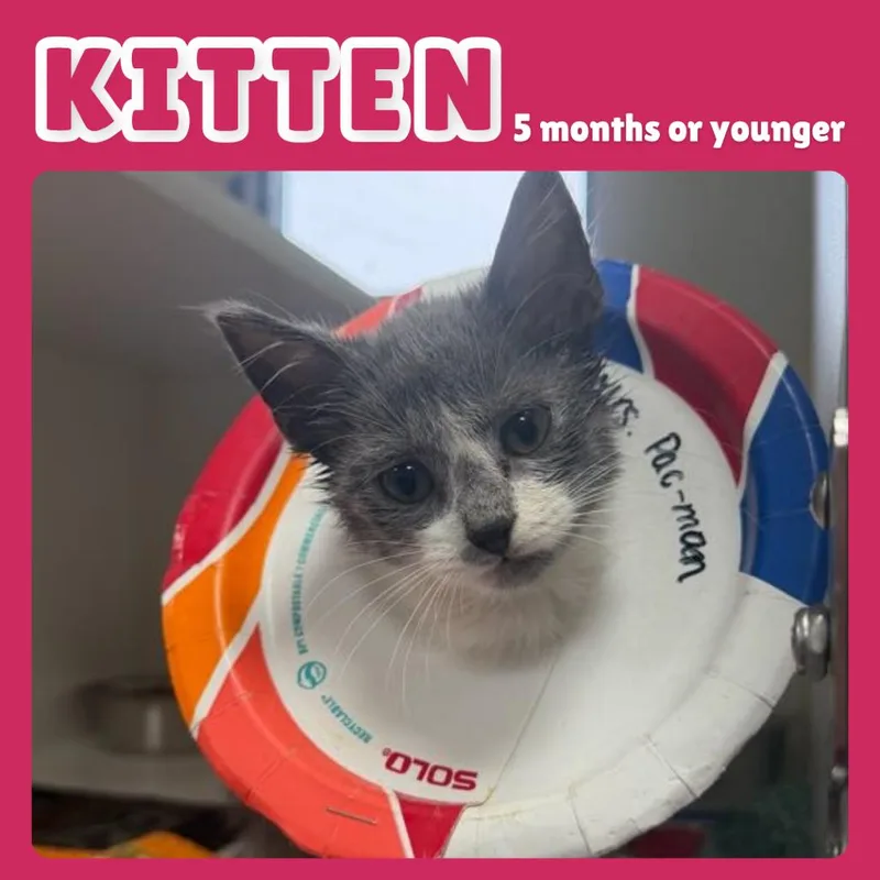 A baby small-sized female Domestic Short Hair cat named Mrs PacMan for adoption in Gainesville, FL