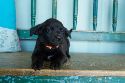 A baby small-sized male Papillon dog named Mars for adoption in San Antonio, TX