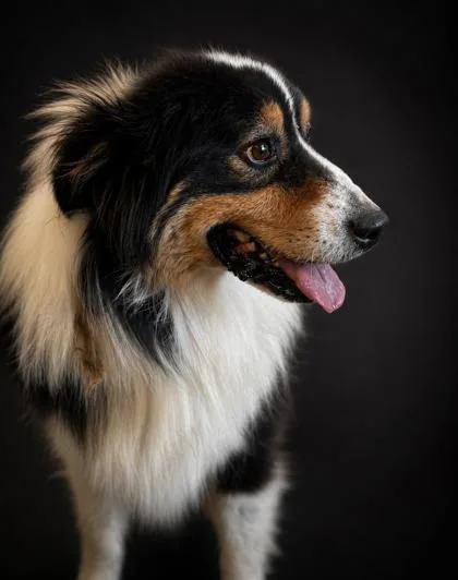 An adult large-sized male Australian Shepherd dog named Banker for adoption in Bowling Green, KY