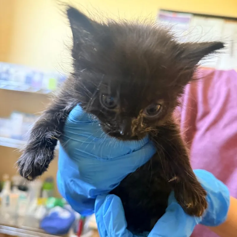 A baby small-sized male Black Domestic Medium Hair cat named Robin for adoption in Corinth, MS
