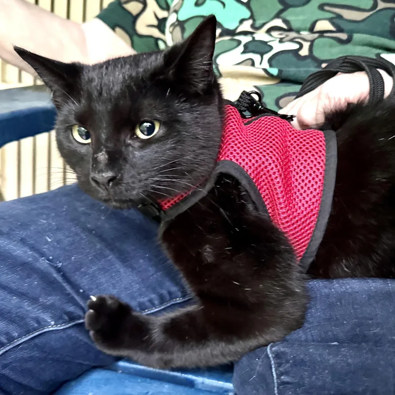 Snuggless thumbnail 2