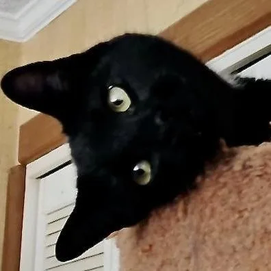 Snuggless thumbnail 3