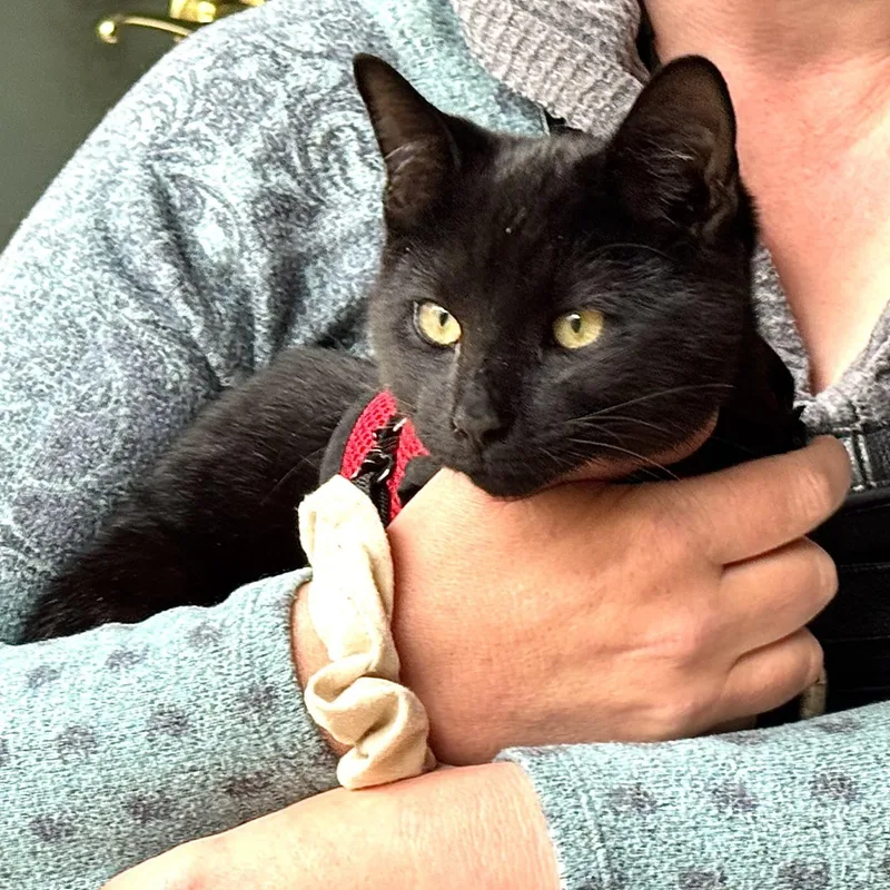 Snuggless thumbnail 4