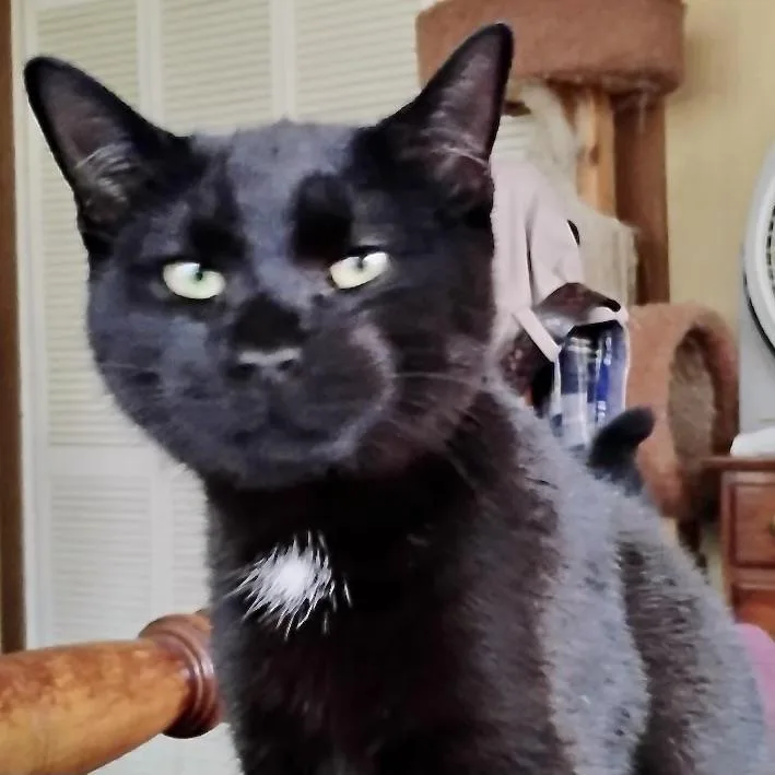 Snuggless thumbnail 5