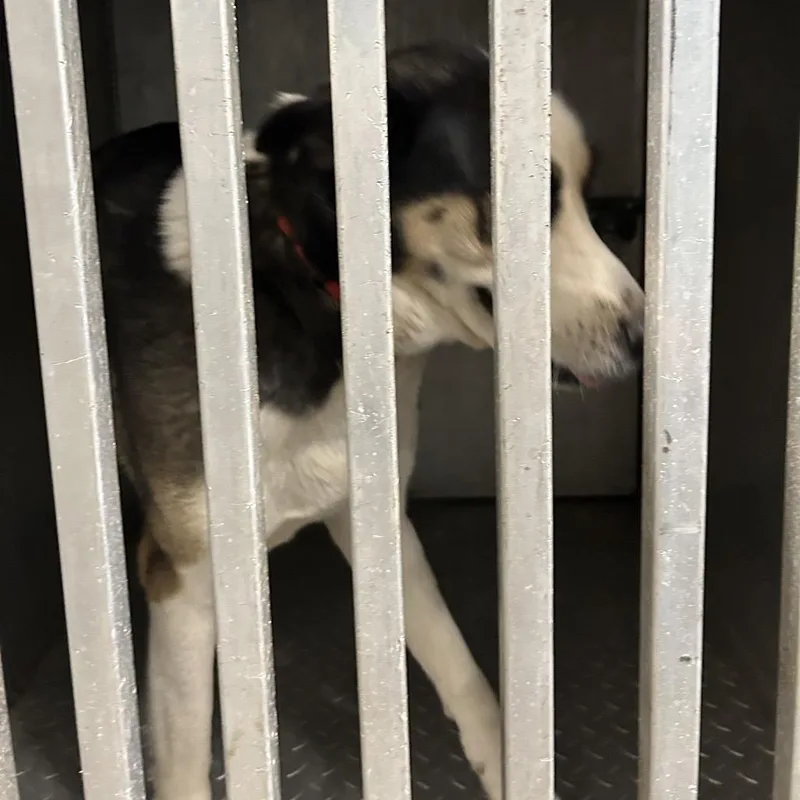 An adult medium-sized female White / Cream Husky dog named Lexie for adoption in Greensboro, NC