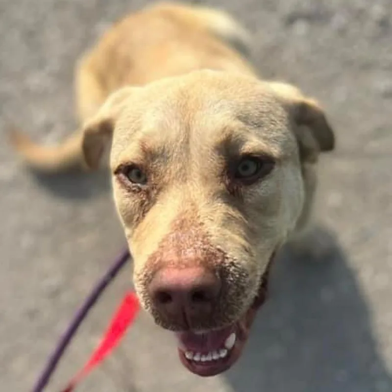 Clover  Fka Lund thumbnail 3