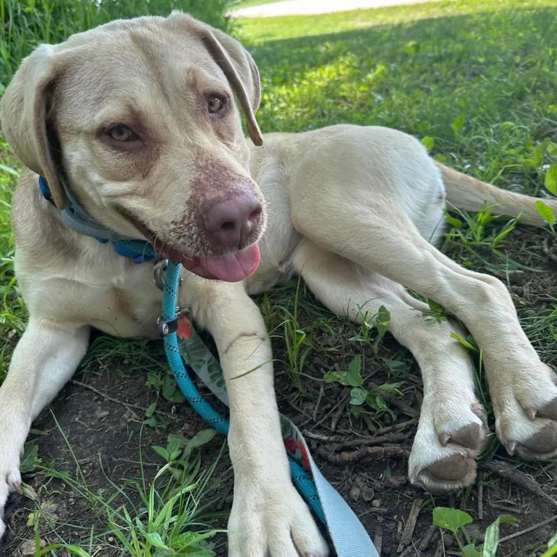 Clover  Fka Lund thumbnail 4