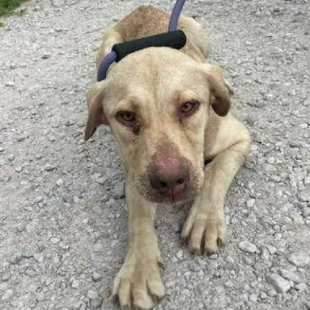 Clover  Fka Lund thumbnail 5