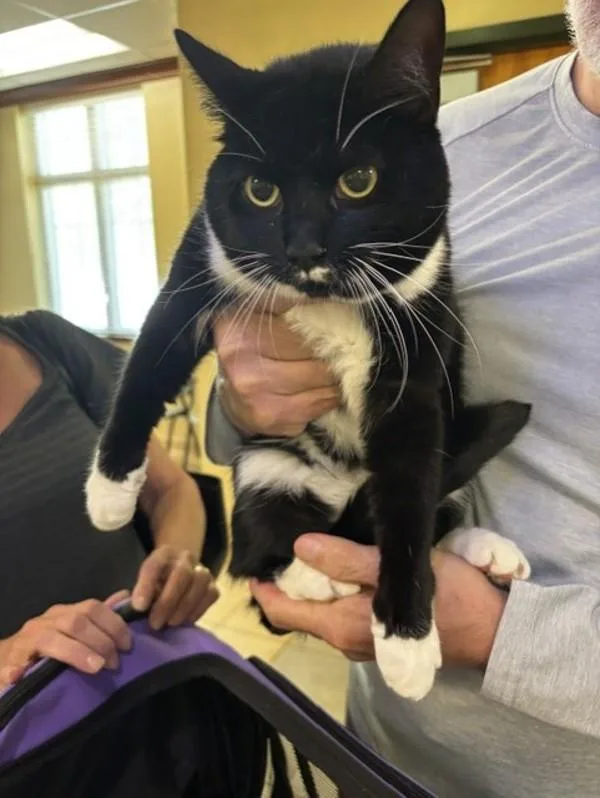 An adult small-sized female Domestic Short Hair cat named Dappie for adoption in Virginia Beach, VA