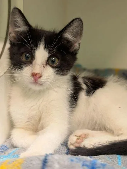 An adult small-sized male Domestic Short Hair cat named Zorro for adoption in Mansfield, TX