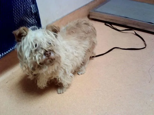 An adult small-sized female Terrier dog named Kara for adoption in Martinez, CA