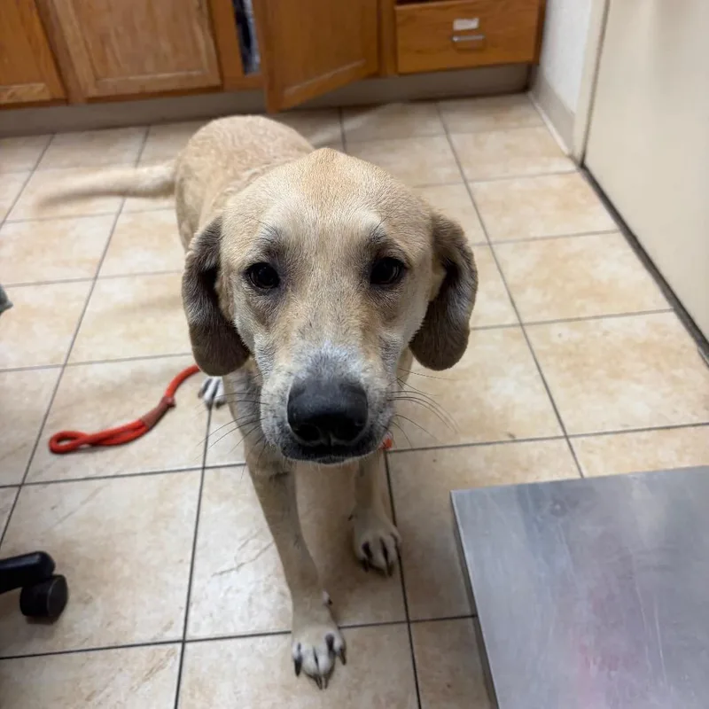 An adult medium-sized female Yellow / Tan / Blond / Fawn Labrador Retriever dog named Sandy for adoption in Pekin, IL