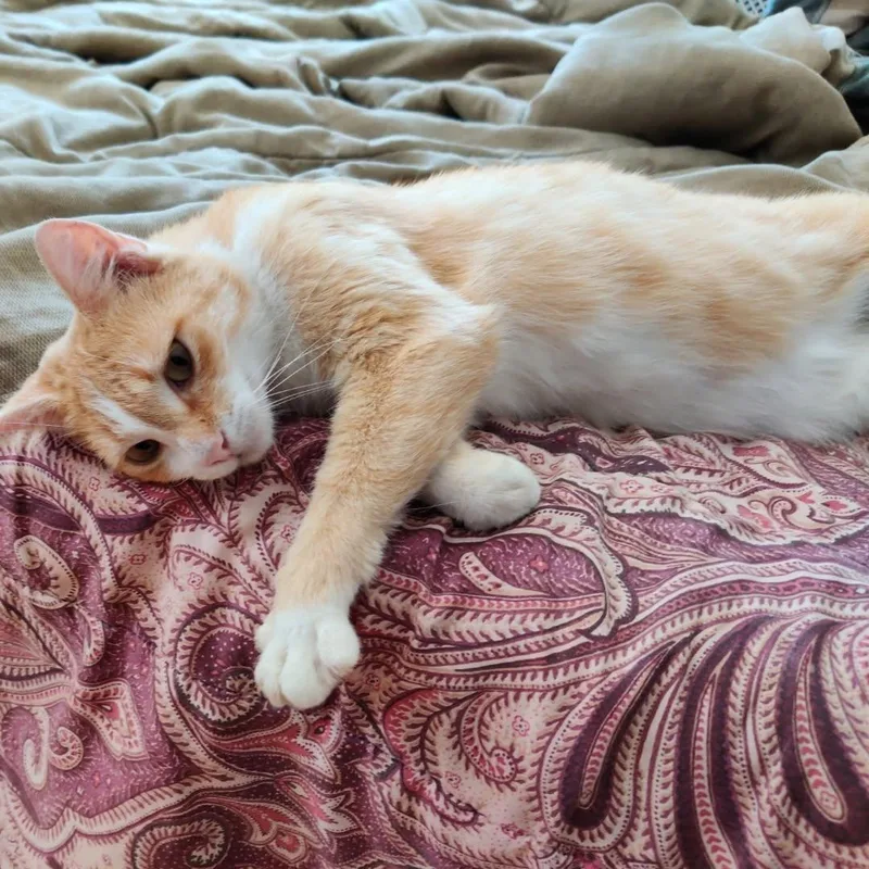 An adult medium-sized female Orange & White Domestic Short Hair cat named Hazel for adoption in Medford, NJ
