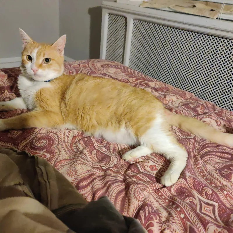 Hazel thumbnail 2