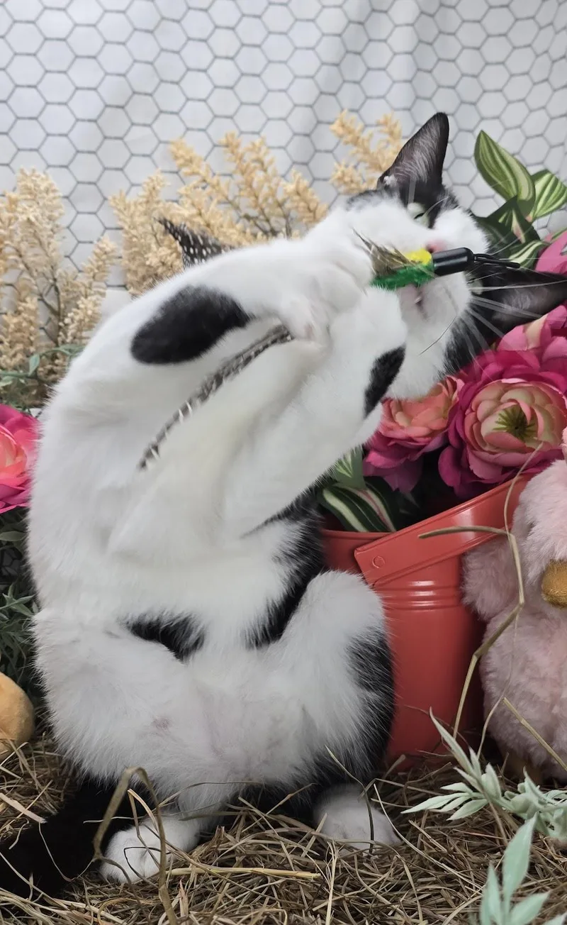 Deveraux The Distinguished Gentleman thumbnail 2