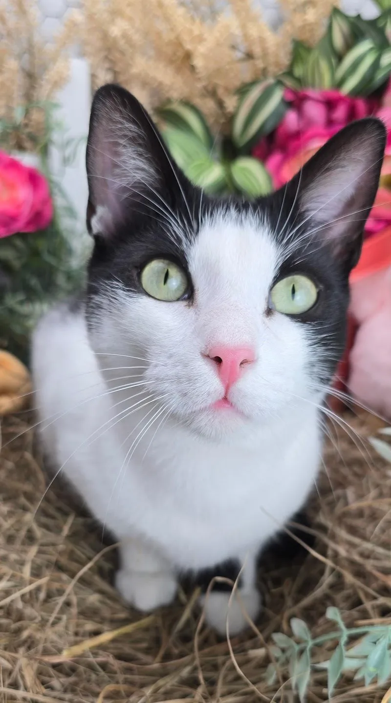 Deveraux The Distinguished Gentleman thumbnail 3