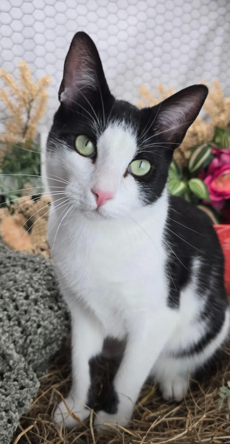 Deveraux The Distinguished Gentleman thumbnail 5