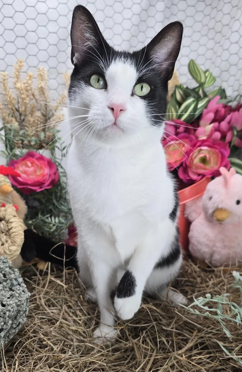 Deveraux The Distinguished Gentleman thumbnail 6